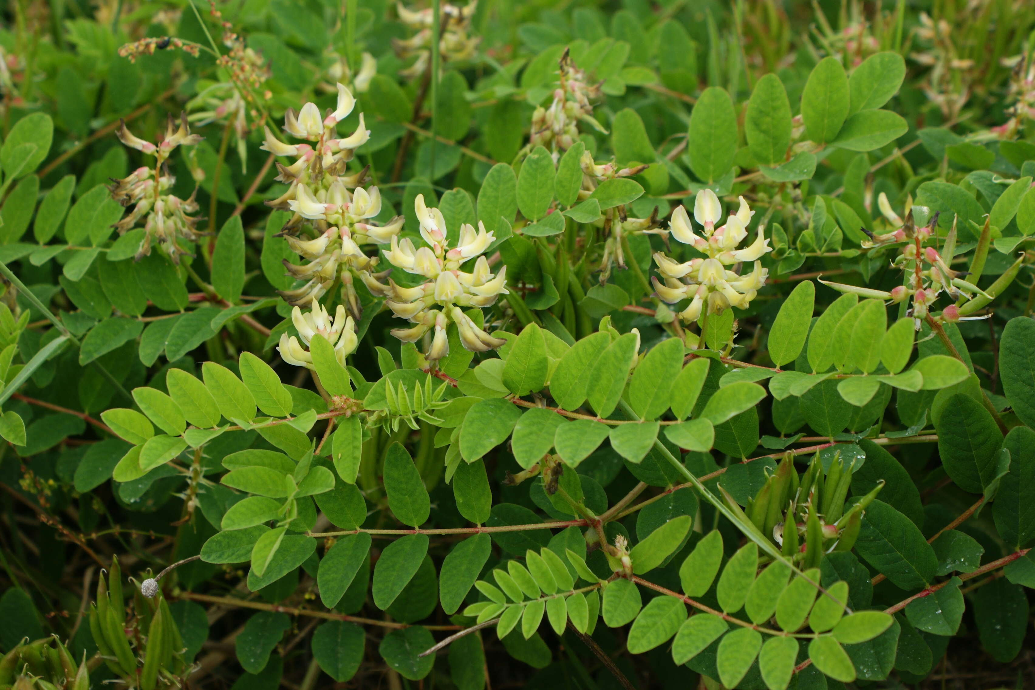 Image of licorice milkvetch