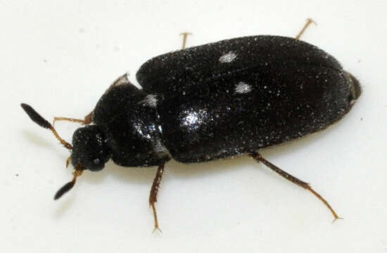 Image of Fur beetle