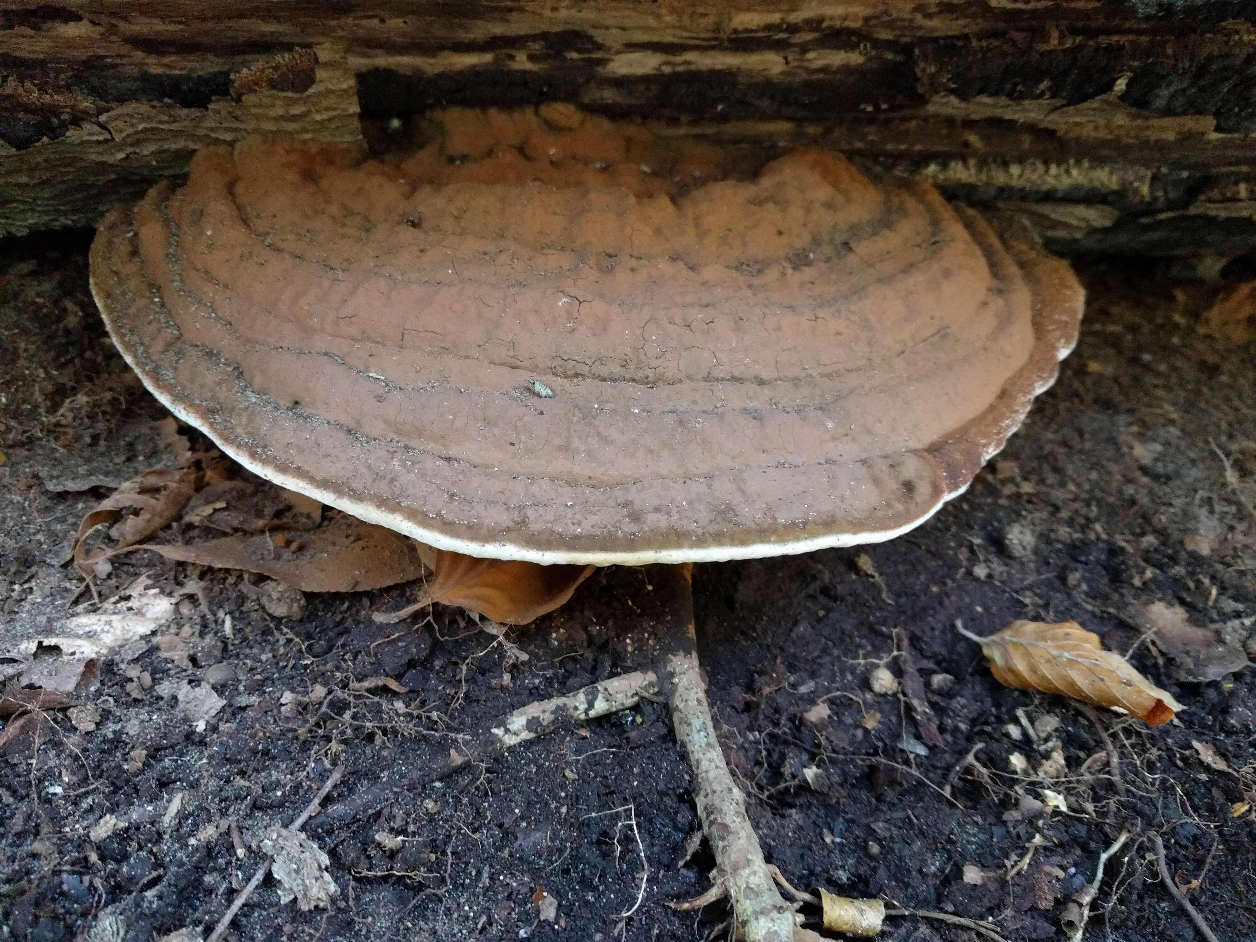 Image of Ganoderma applanatum