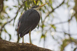 Imagem de Egretta picata (Gould 1845)