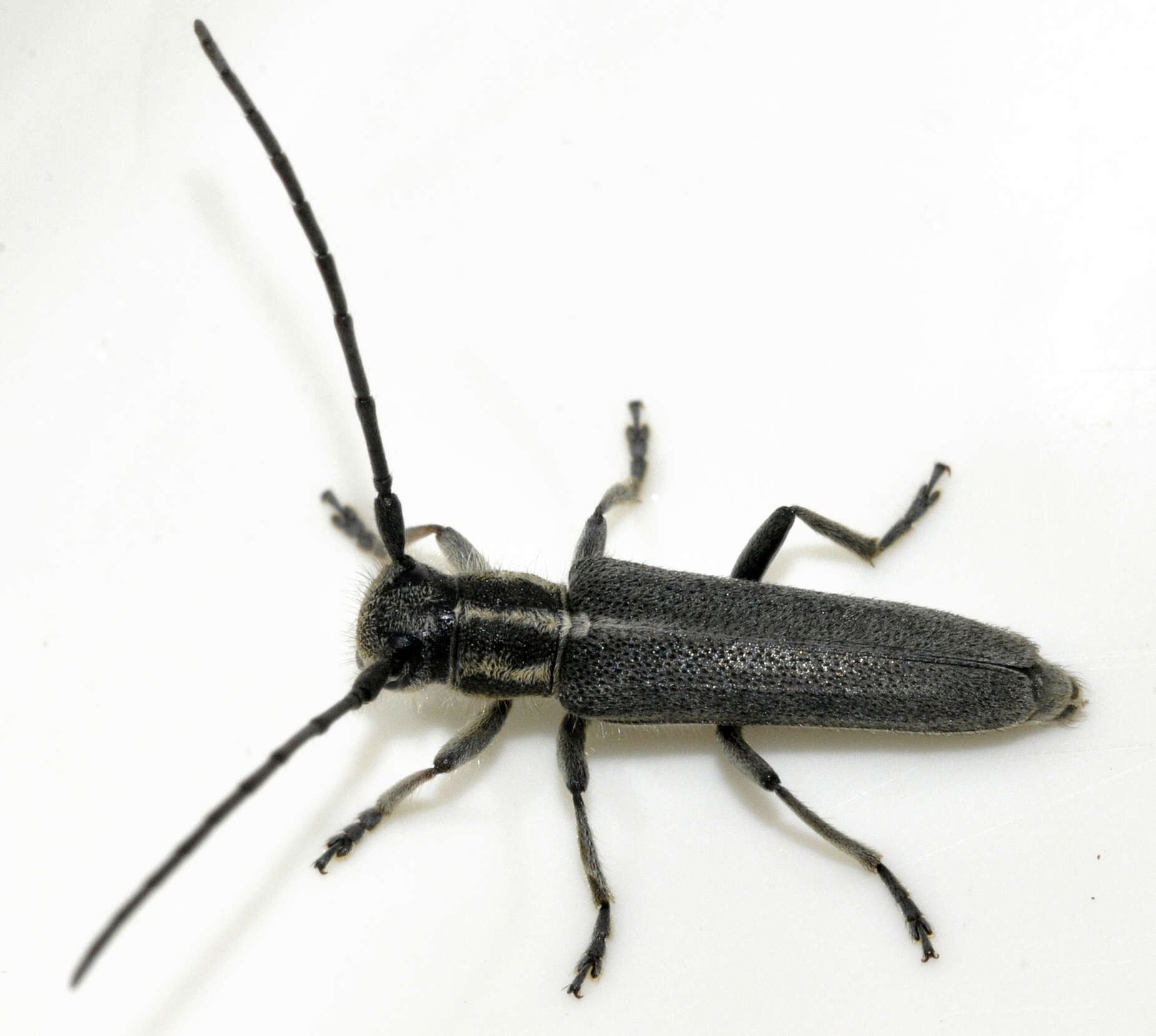 Слика од Phytoecia nigricornis (Fabricius 1782)