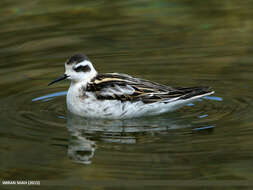 Image of Red-necked Phalarope