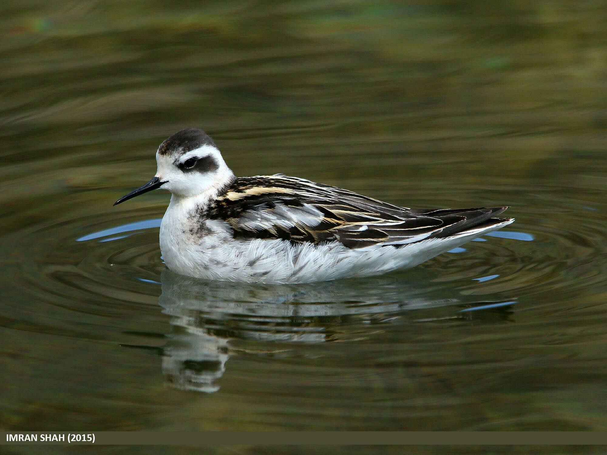 Image of Red-necked Phalarope