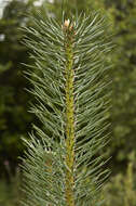 Image of Scotch Pine