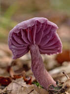 Image of Laccaria amethystina Cooke 1884