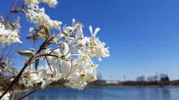 Image de Amelanchier laevis Wieg.