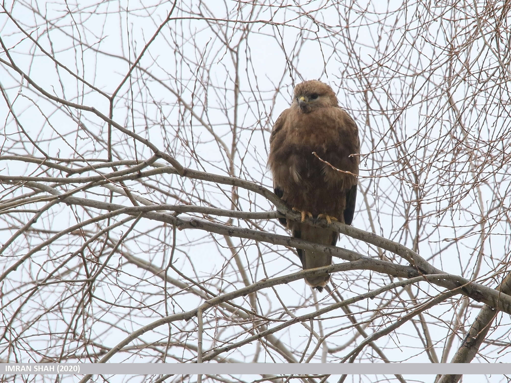 Imagem de Buteo burmanicus Hume 1875