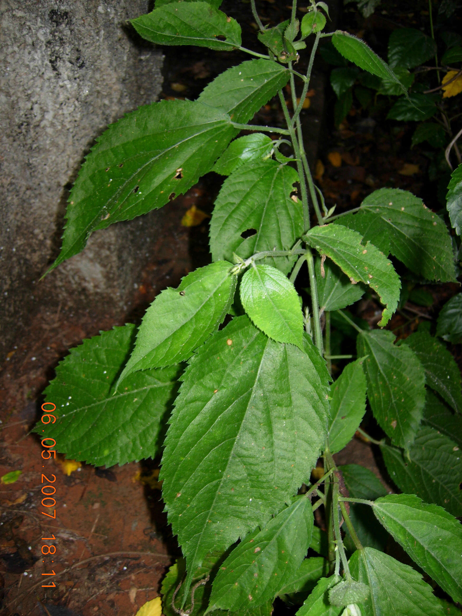 Image of Tragia involucrata L.