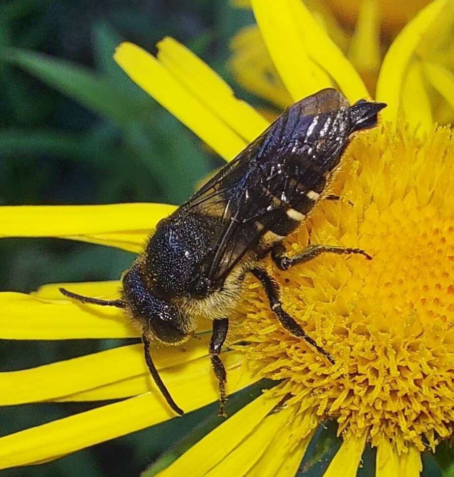 Image of Cuckoo-leaf-cutter Bees