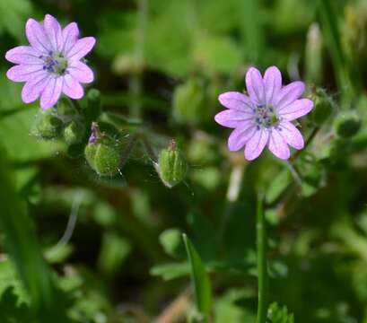 Imagem de Geranium molle L.