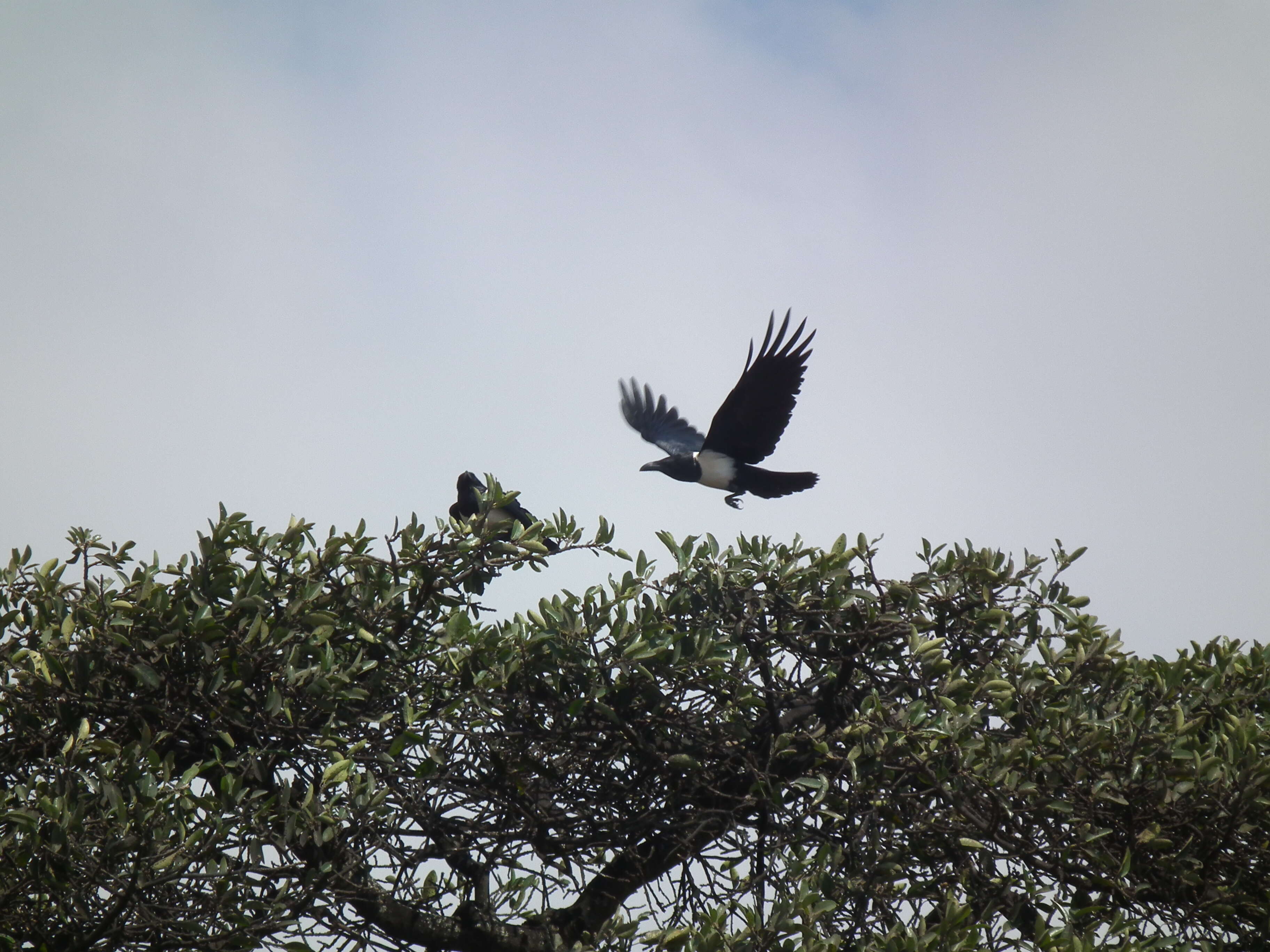 Image of Pied Crow