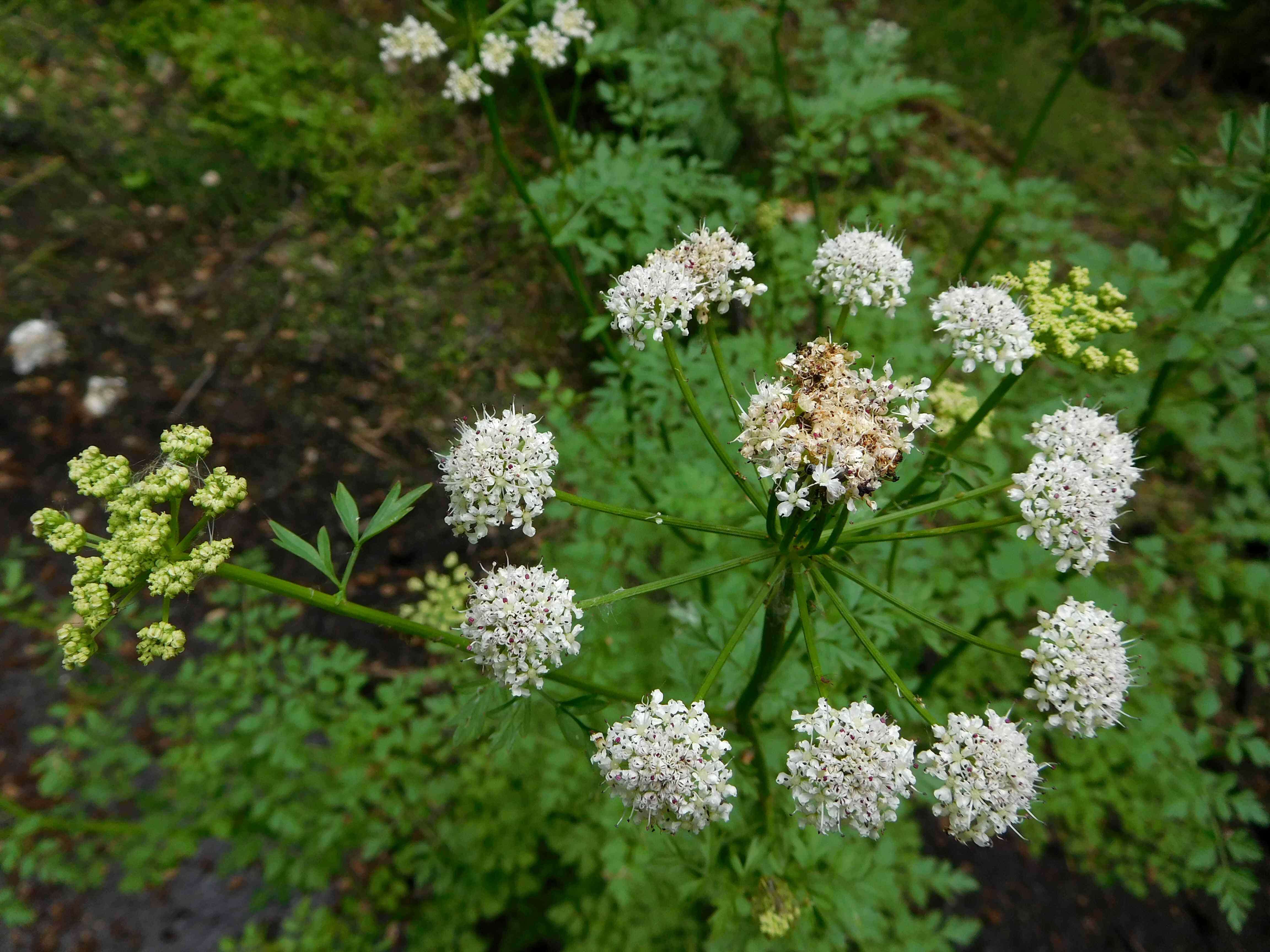 Слика од Oenanthe crocata L.