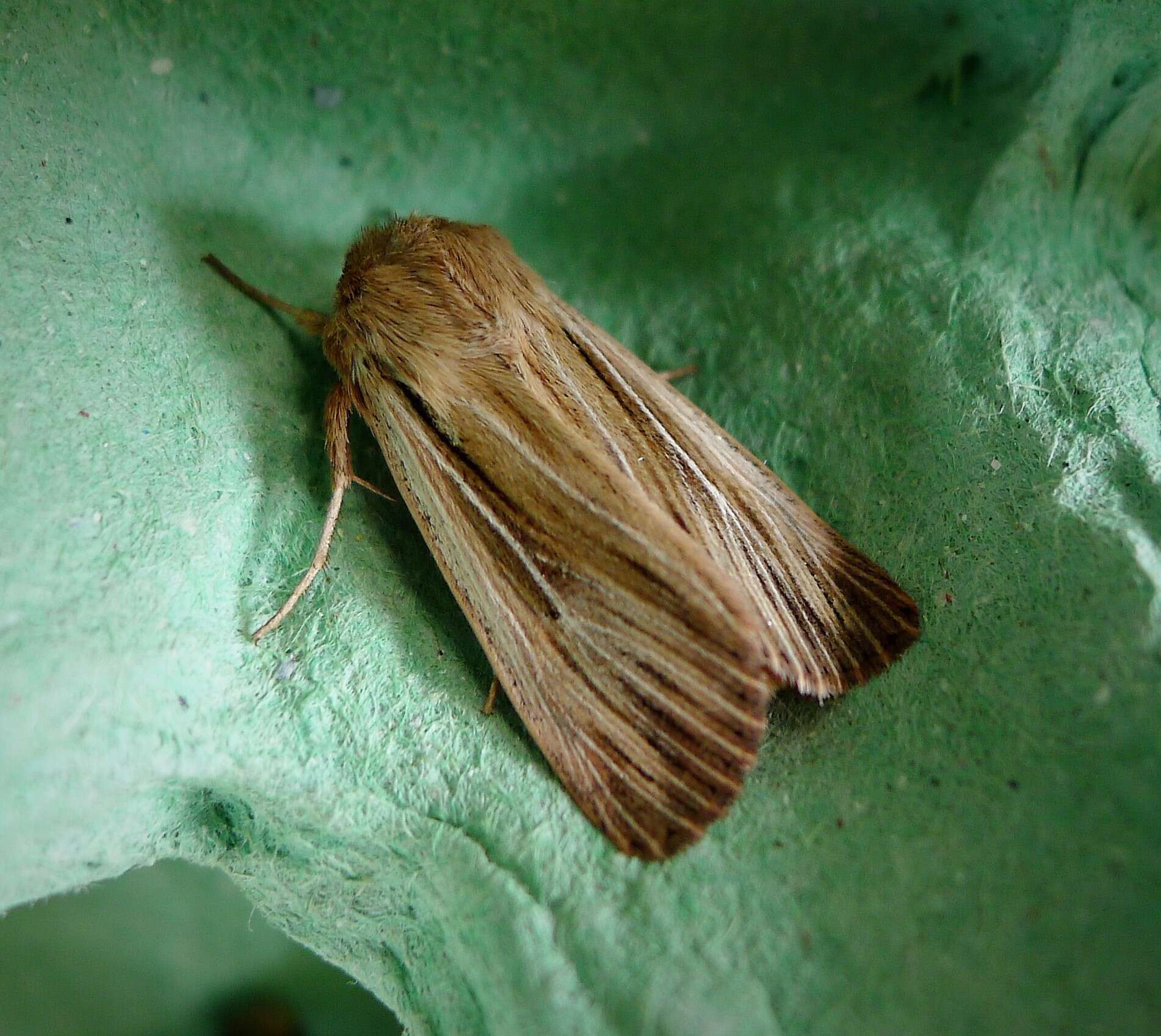 Image of shoulder-striped wainscot