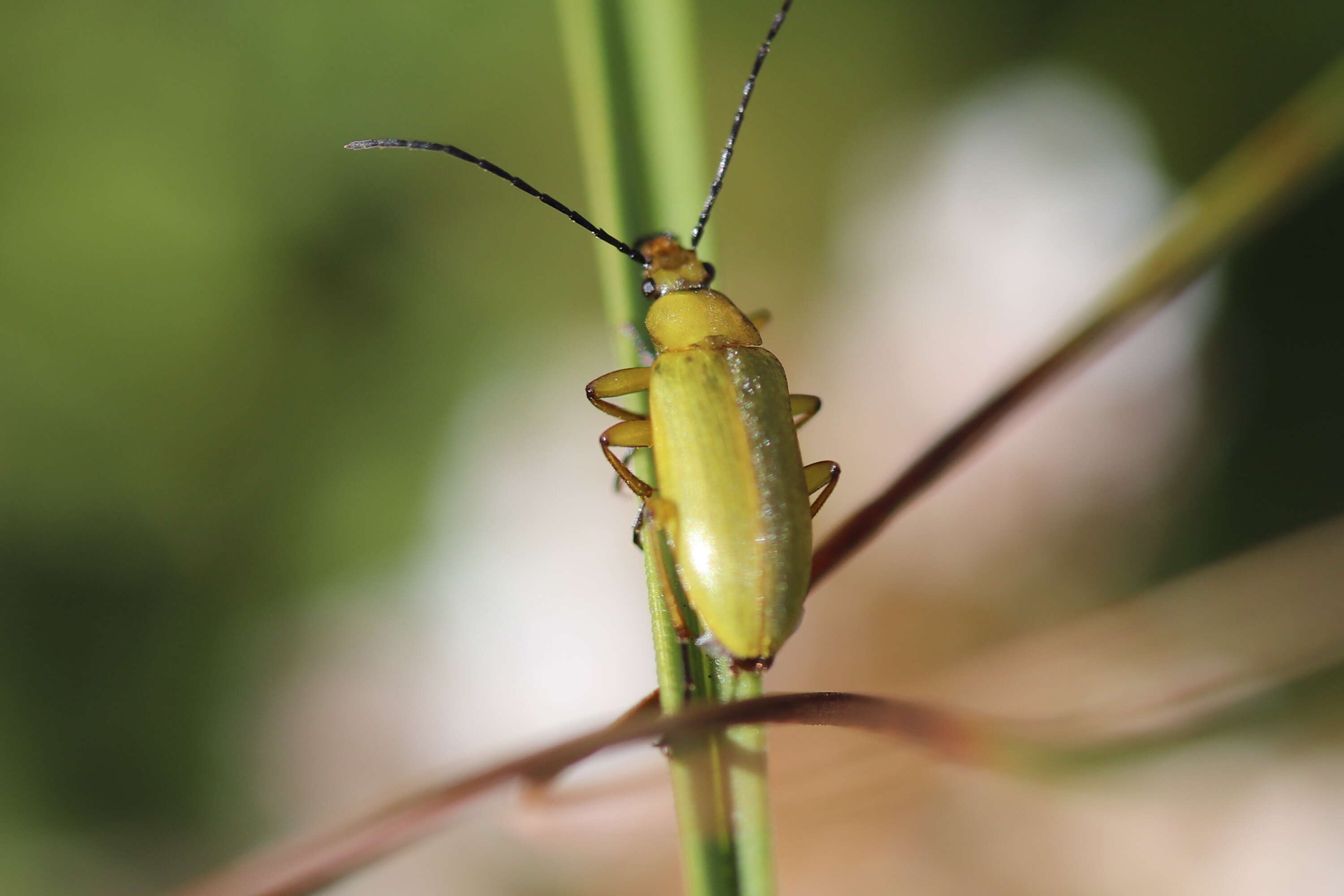 Image of Cteniopus sulphureus