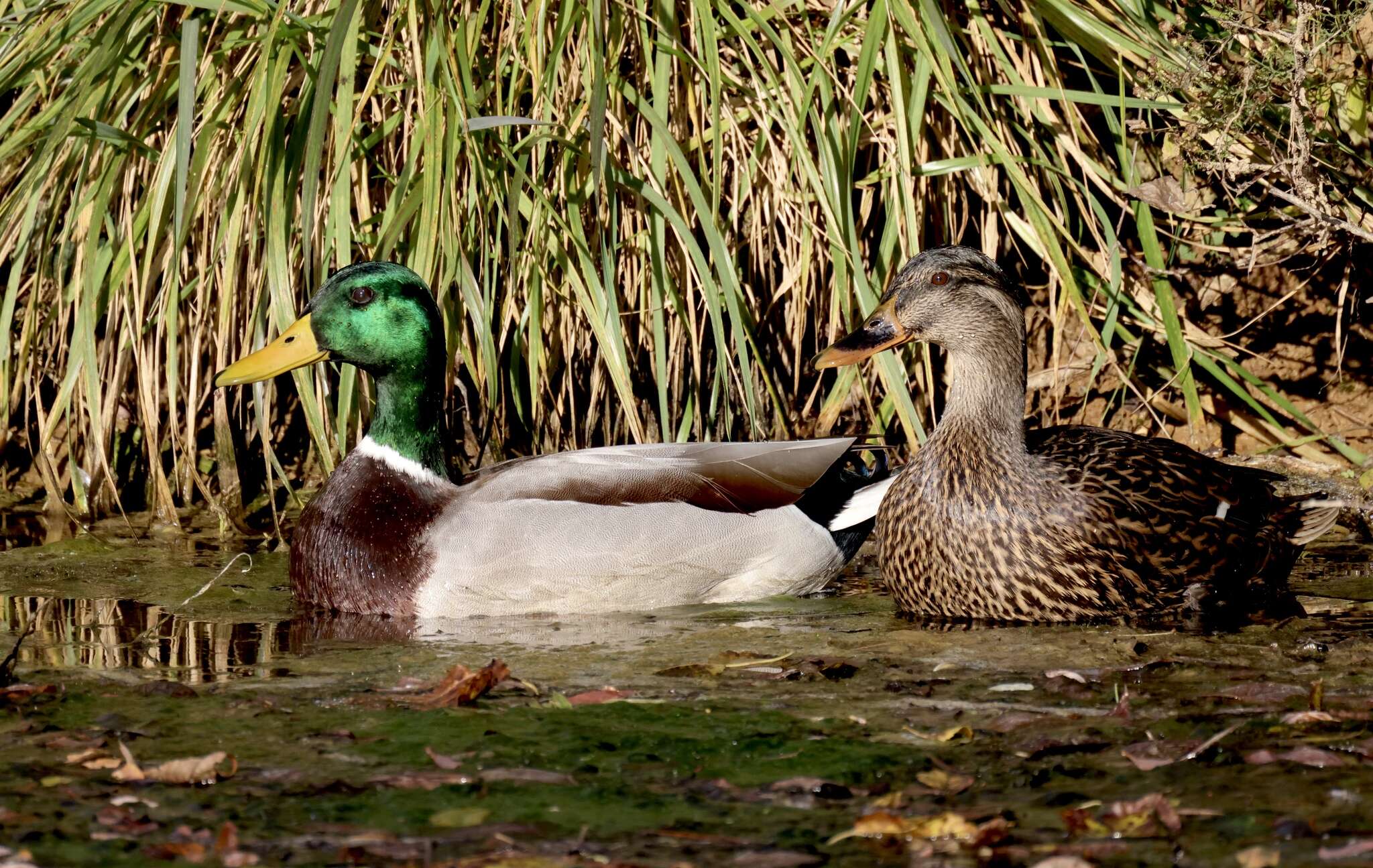 Image of Common Mallard