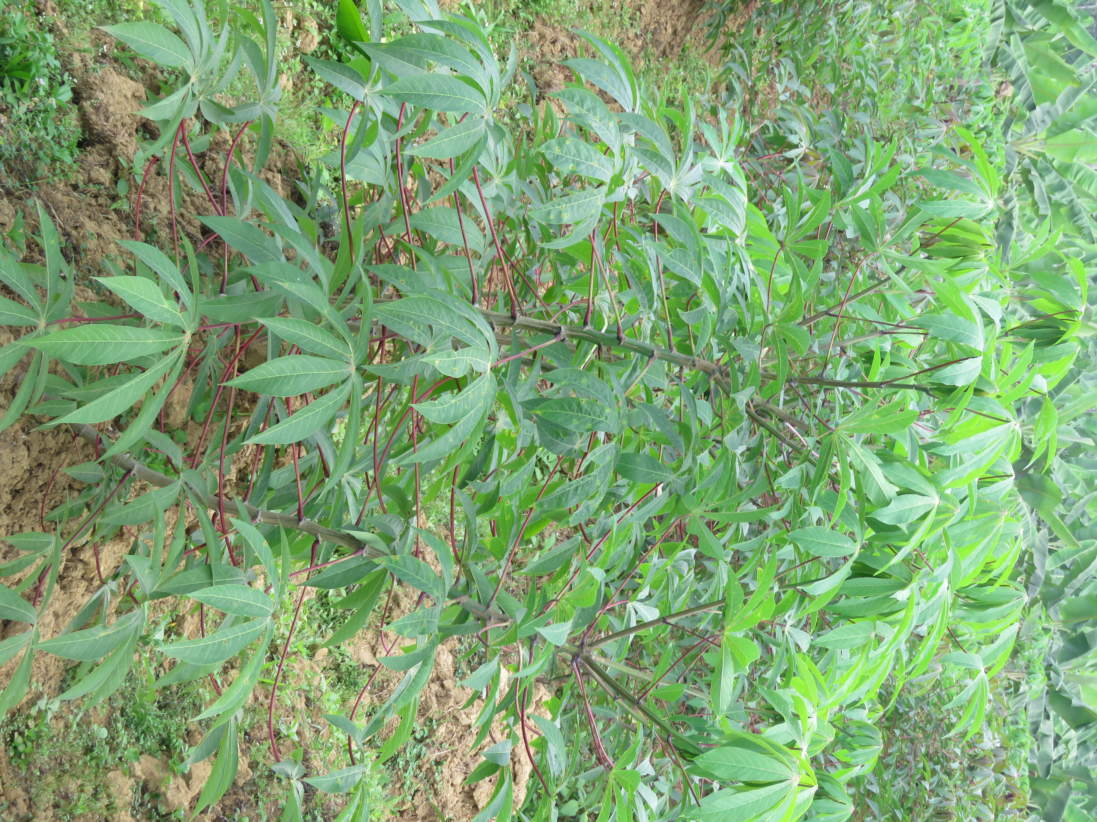 Image of cassava