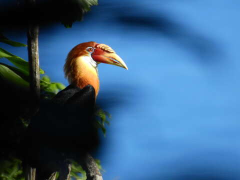 Image of Narcondam Hornbill