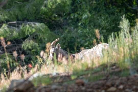 Image of bighorn sheep