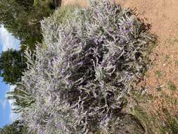 Eremophila nivea R. J. Chinnock resmi