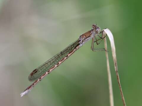 Image of Siberian Winter Damsel