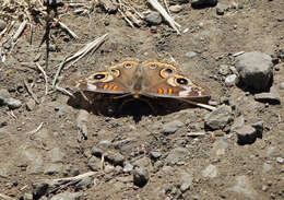 Plancia ëd Junonia grisea