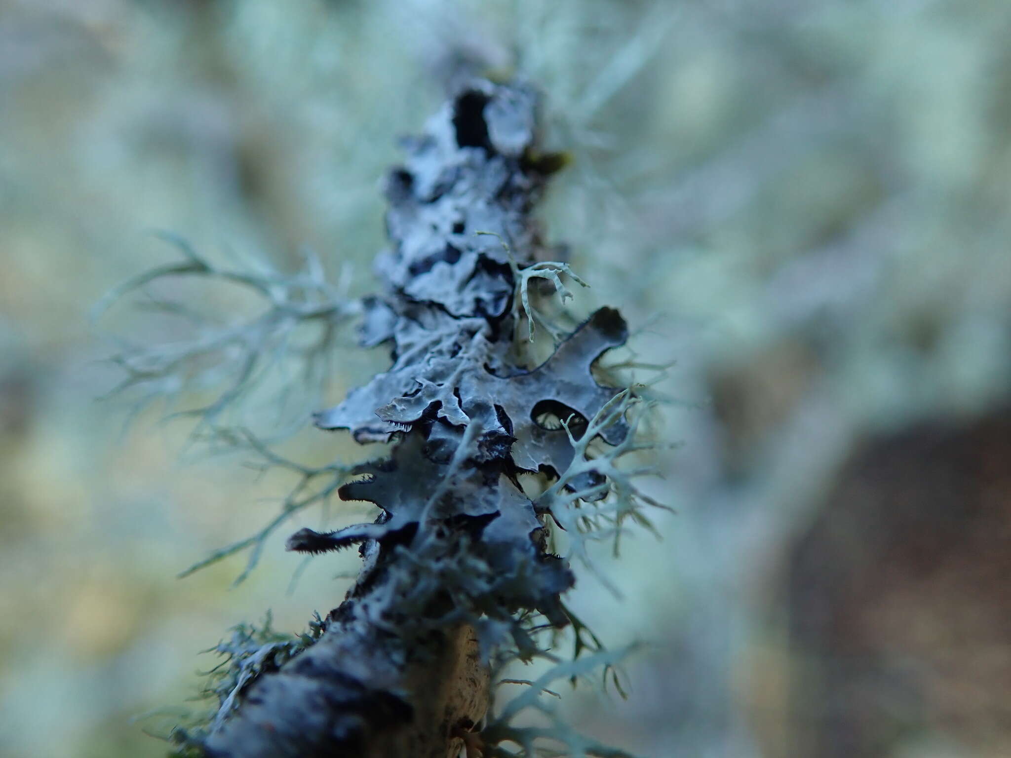 Image of Hammered shield lichen