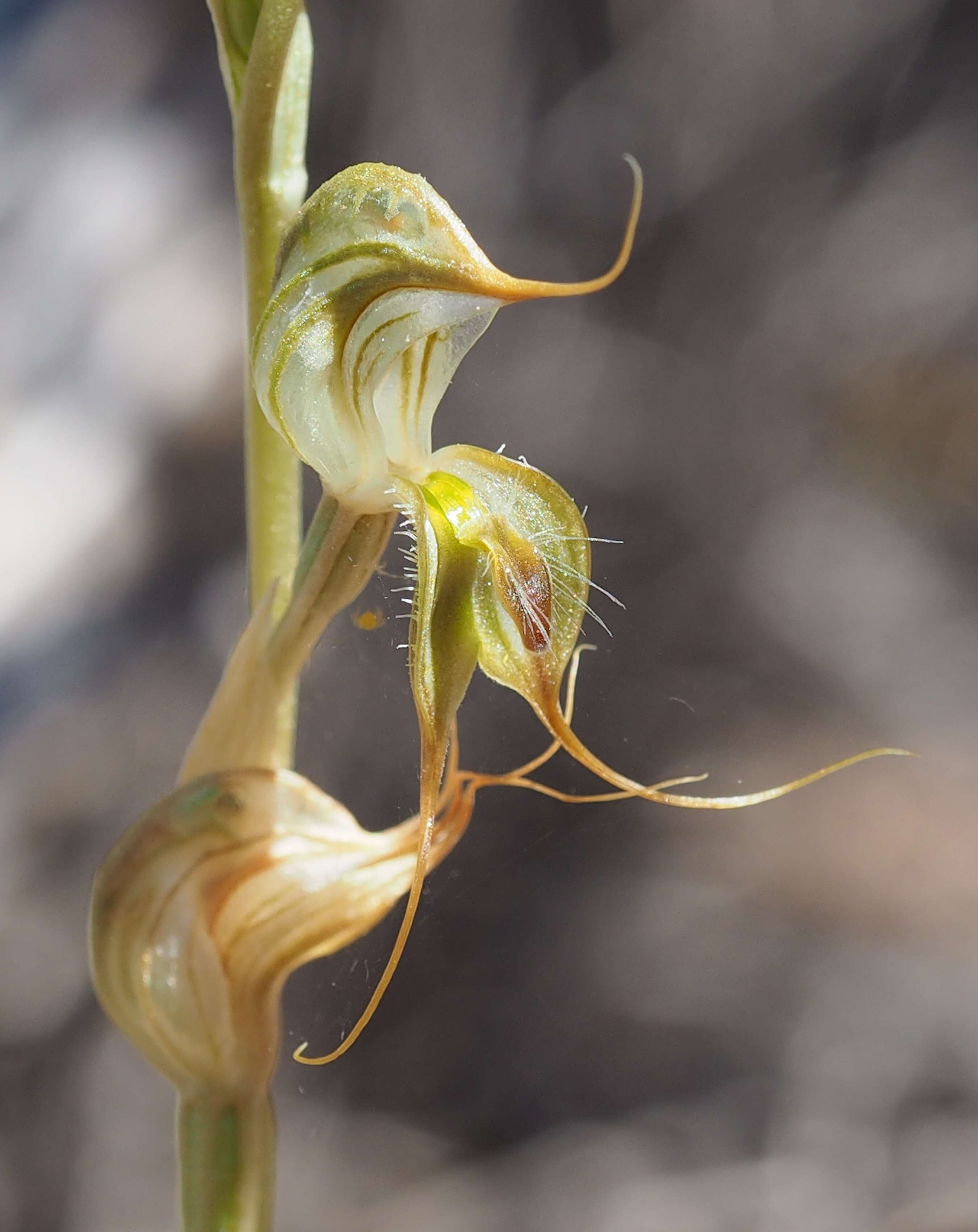 Image of Greenhood orchids