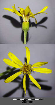 Image of Senecio sarracenicus L.