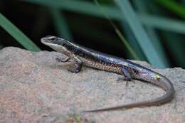 Image of Eastern Water Skink