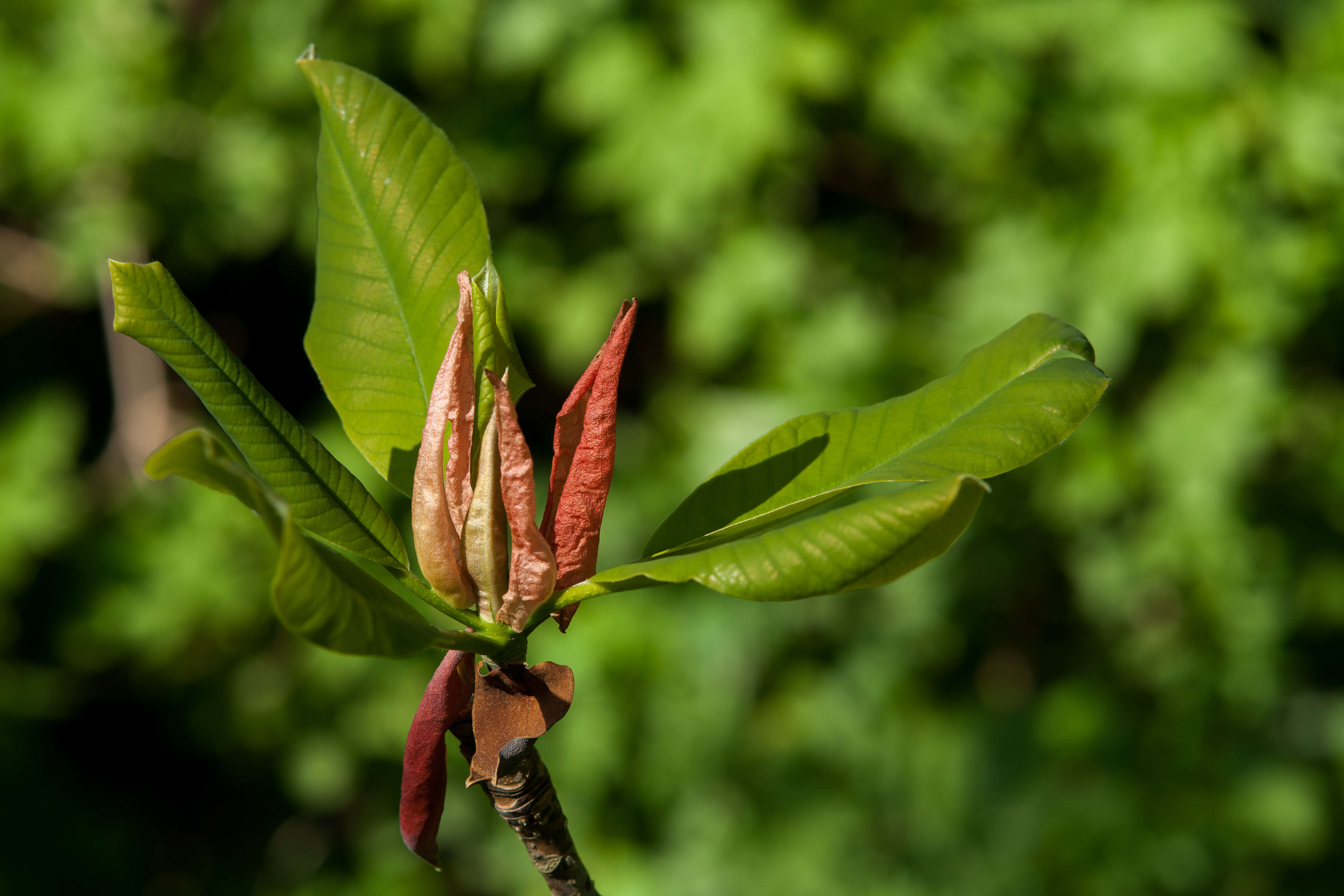 Image of Japanese Big Leaf Magnolia