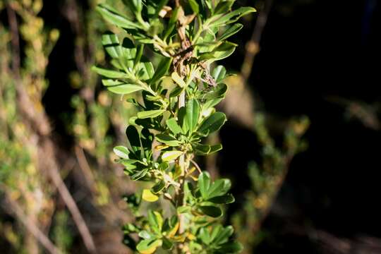 Image of Mauve freylinia