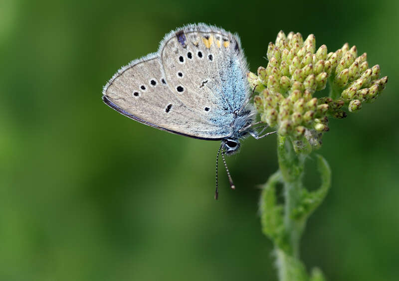 Sivun Cyaniris bellis kuva