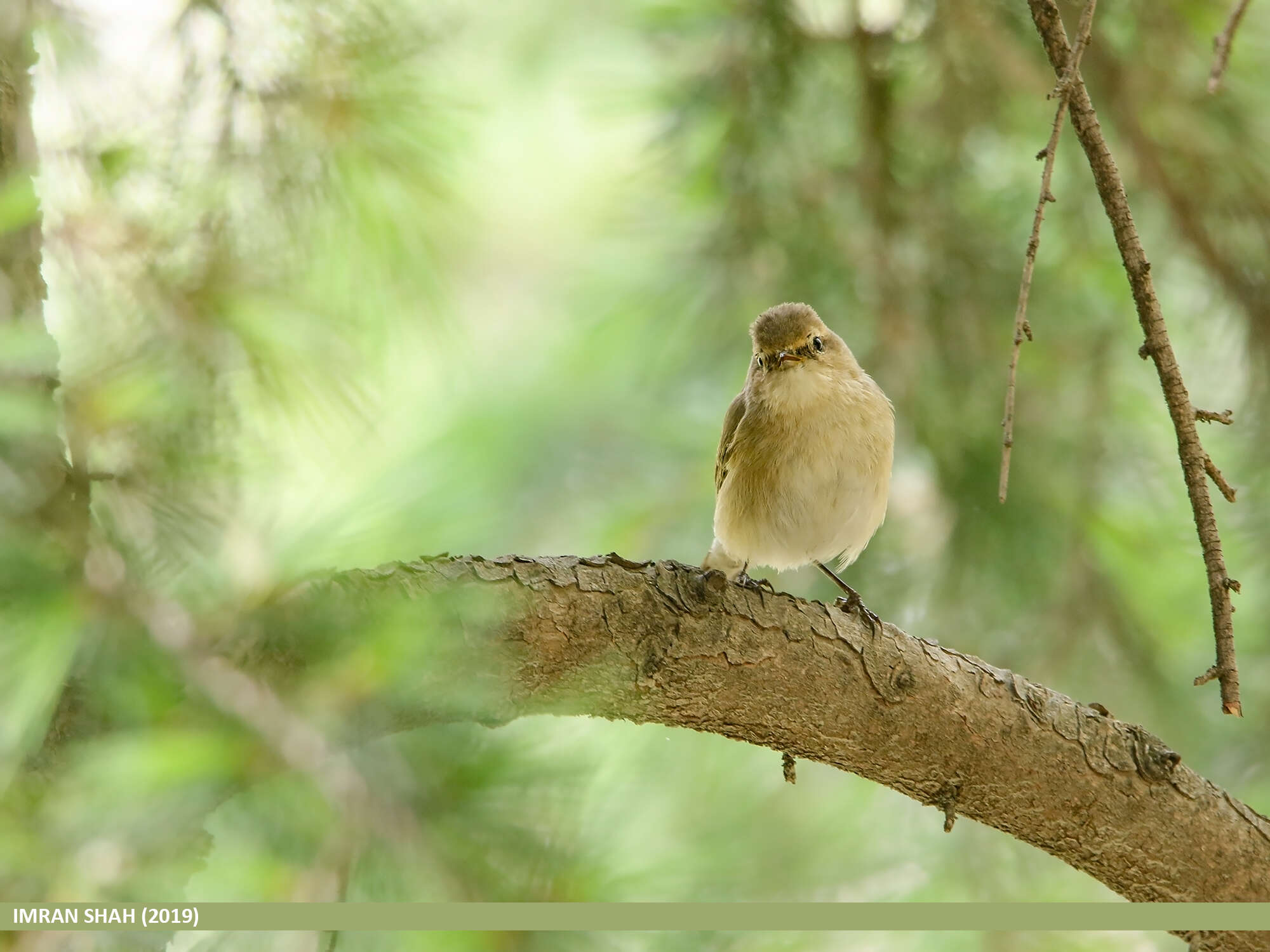 Image of Siberian Chiffchaff