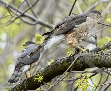 Image of Cooper's Hawk