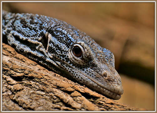 Image of Varanus macraei Böhme & Jacobs 2001