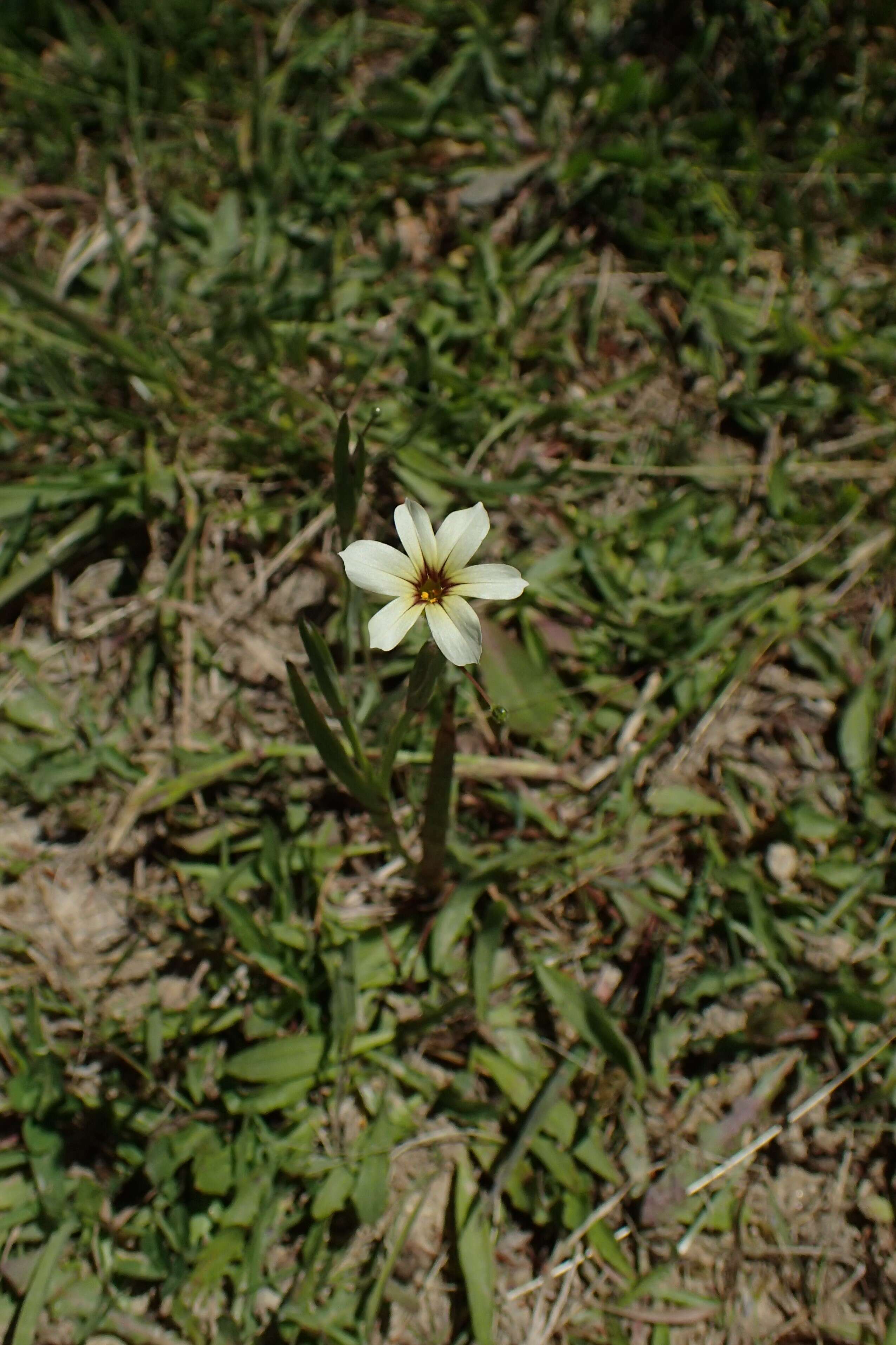 Image of annual blue-eyed grass