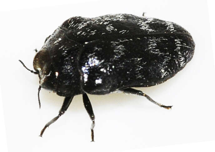 Image of Metallic wood-boring beetle