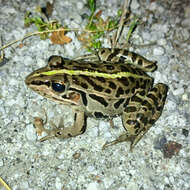 صورة Pelophylax porosus (Cope 1868)