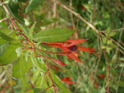 Fuchsia magellanica Lam. resmi