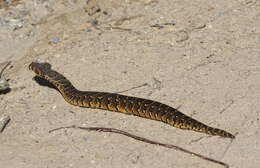 Image of puff adder