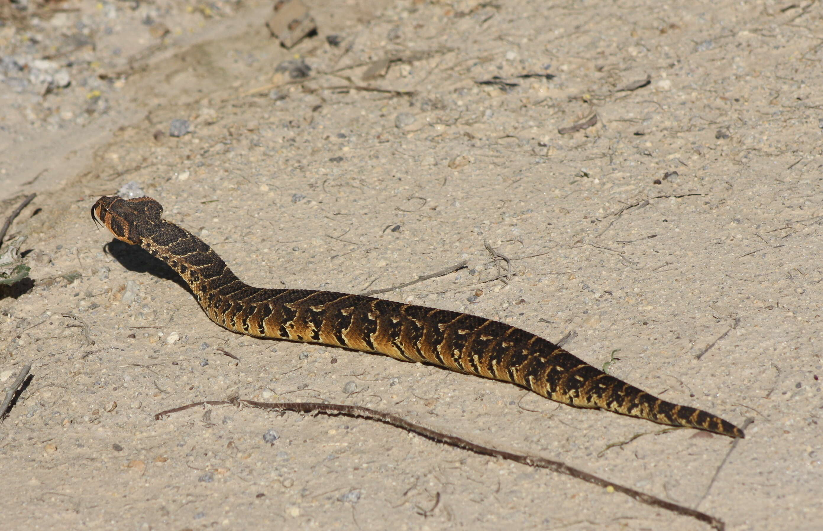 Image of puff adder