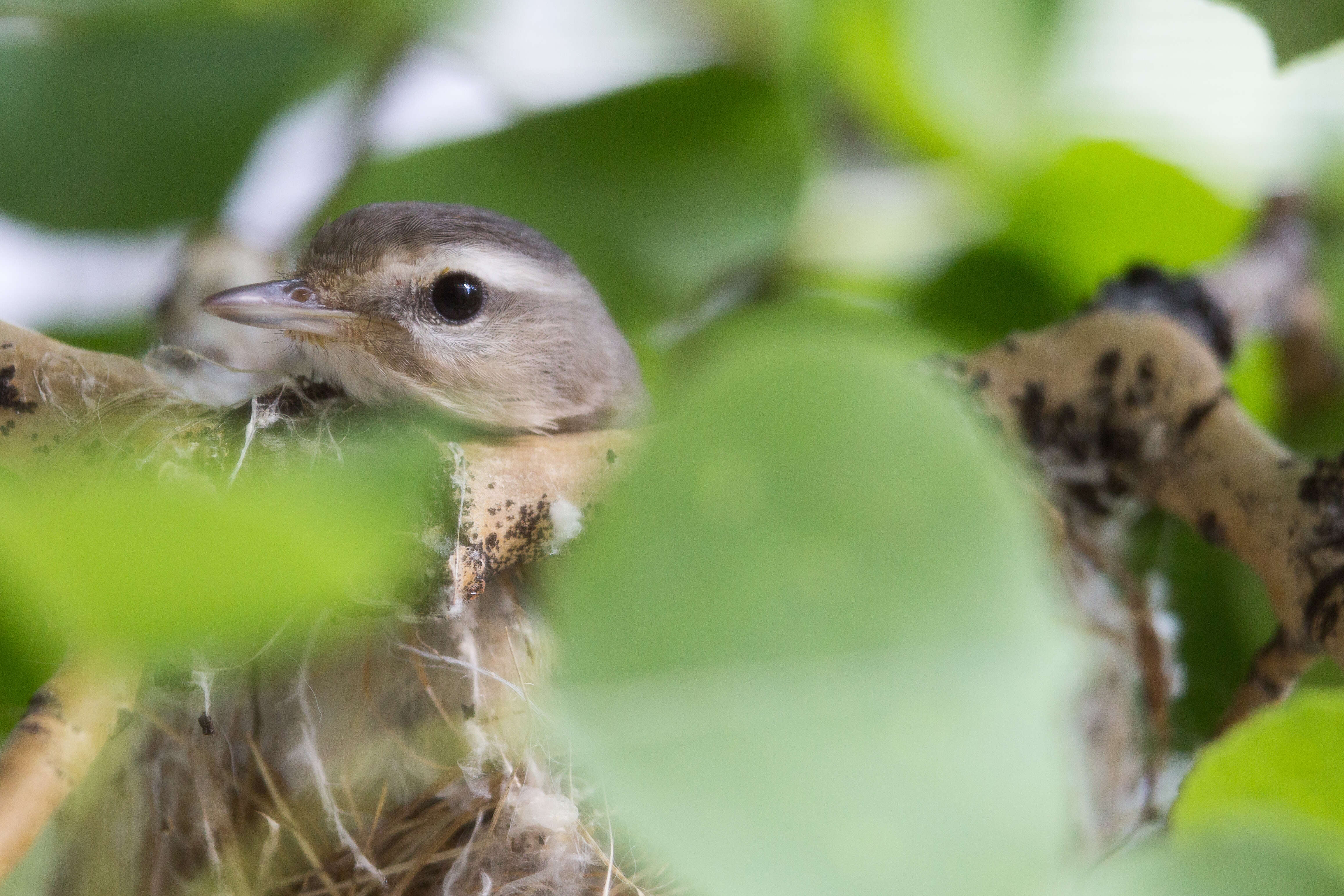 Vireo gilvus (Vieillot 1808) resmi