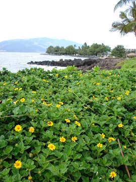 Image of Bay Biscayne creeping-oxeye