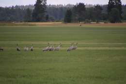 Image of Common Crane