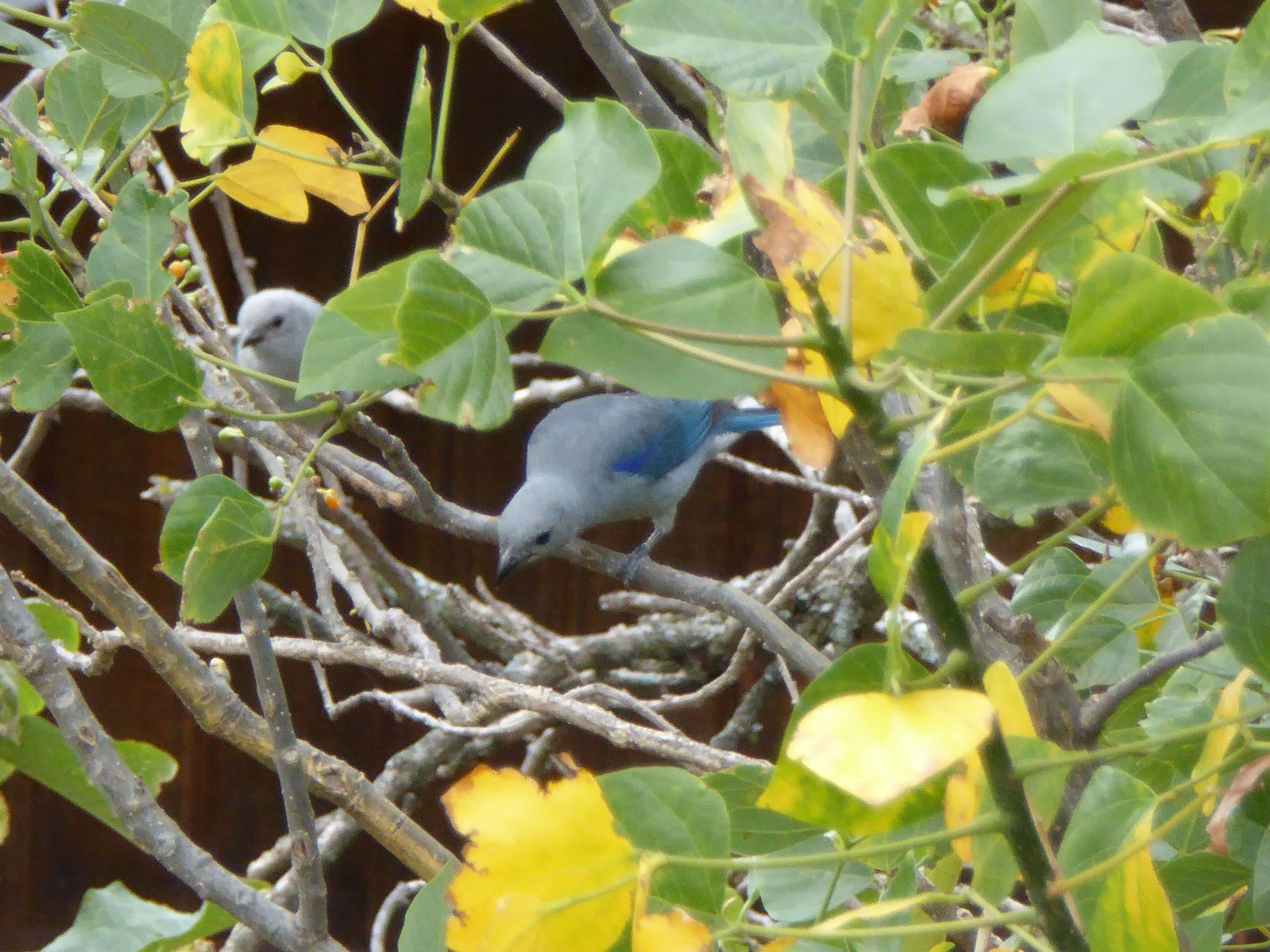 Image of Blue-gray Tanager