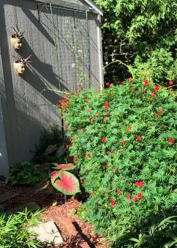 Image of Cypress Vine