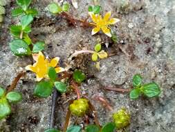 Image of Ranunculus acaulis Banks & Soland.