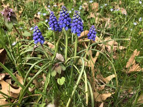 Image of Armenian grape hyacinth