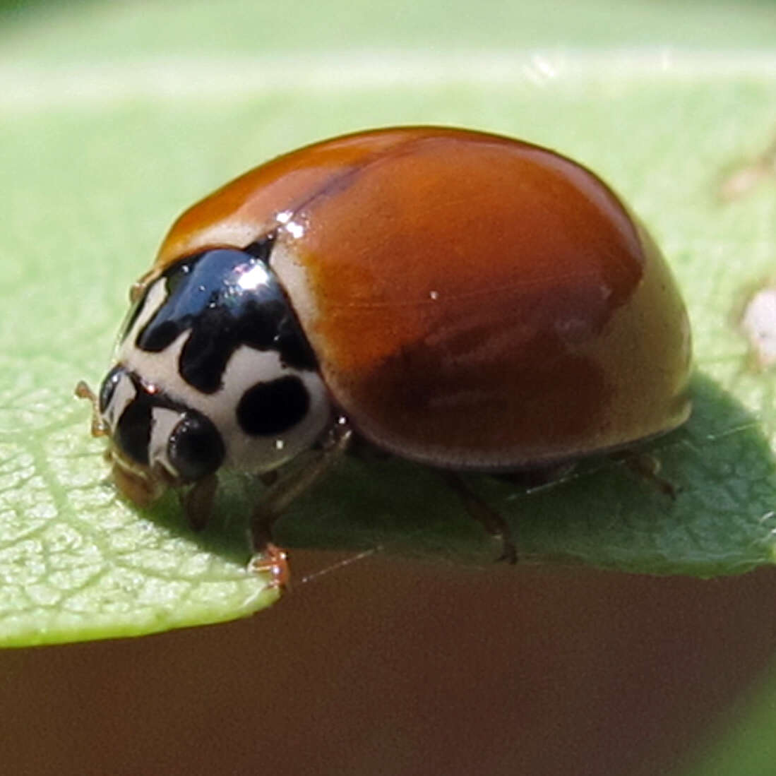 Image of Spotless Lady Beetles