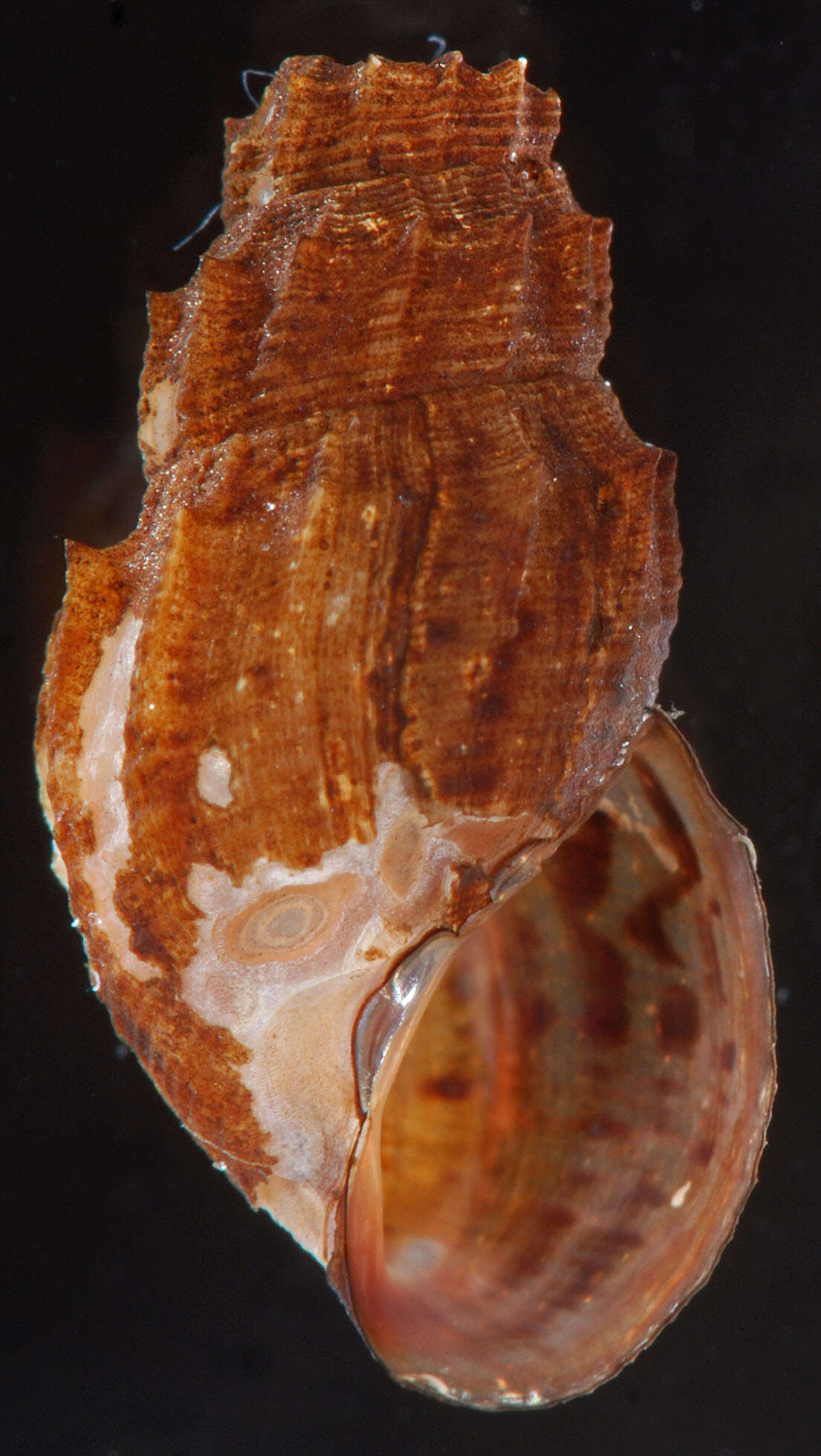 Image of Snail